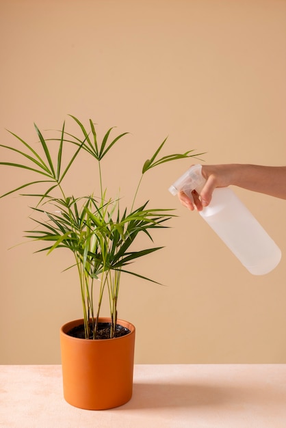 Foto natureza morta com plantas de interior