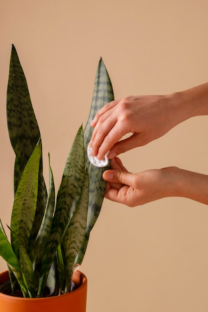 Foto natureza morta com plantas de interior