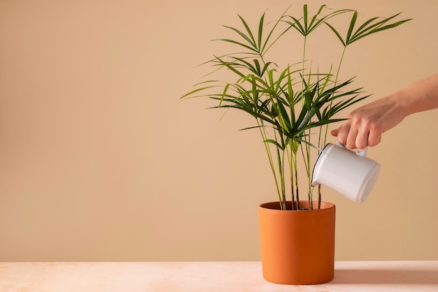 Foto natureza morta com plantas de interior