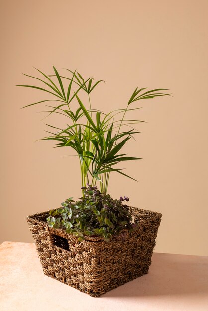 Foto natureza morta com plantas de interior