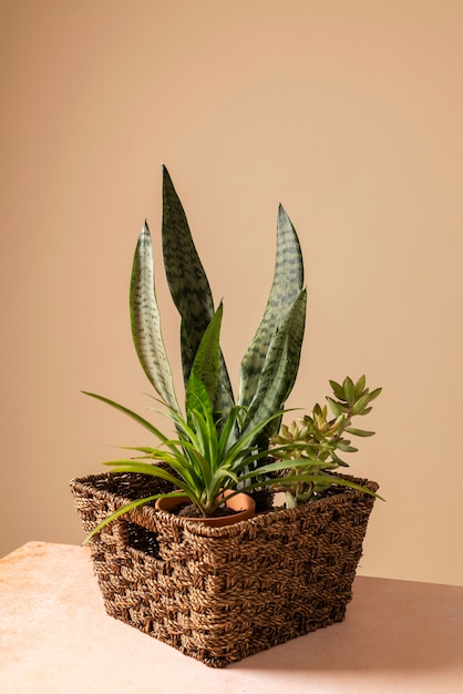 Foto natureza morta com plantas de interior