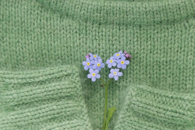 natureza morta com suéter de malha quente e macio não me esqueça flor azul