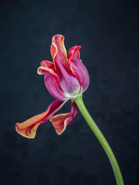 Foto natureza morta com tulipas murchas belas artes