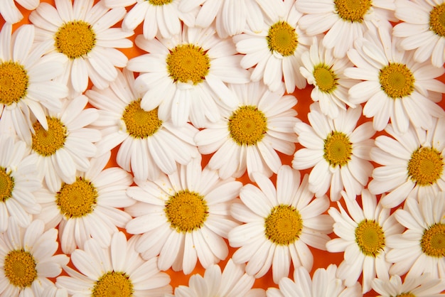 Natureza morta de flores de margarida