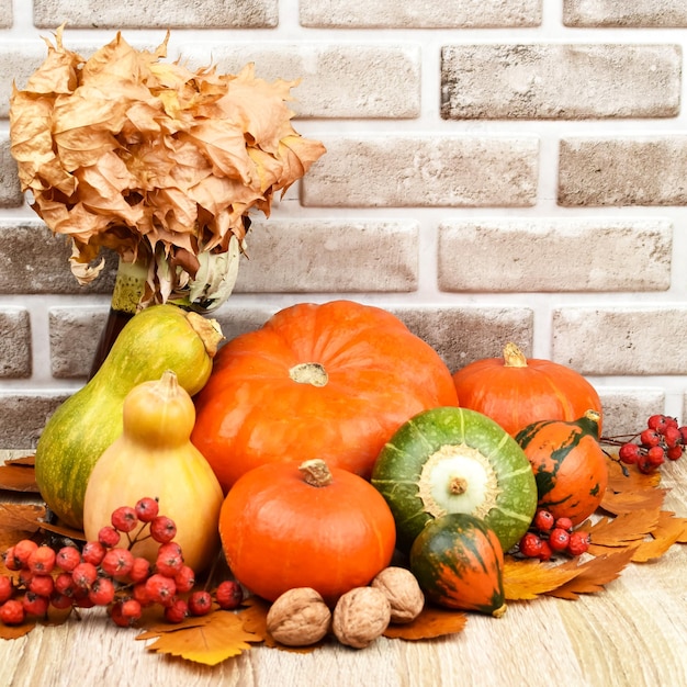Natureza morta de outono Abóboras coletadas com cinzas de montanha de nozes e folhas de outono em uma mesa de madeira sobre um fundo de uma parede de tijolos brancos Colheita Conceito de outono
