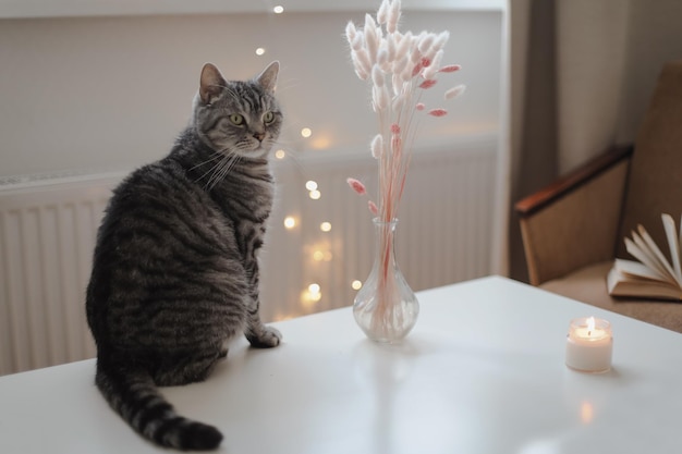 Natureza morta detalha flores de vela em um vaso e um gato engraçado em uma mesa na sala de estar Atmosfera caseira aconchegante Fim de semana de inverno preguiçoso