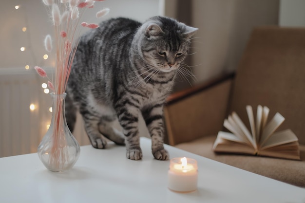 Natureza morta detalha flores de vela em um vaso e um gato engraçado em uma mesa na sala de estar Atmosfera caseira aconchegante Fim de semana de inverno preguiçoso