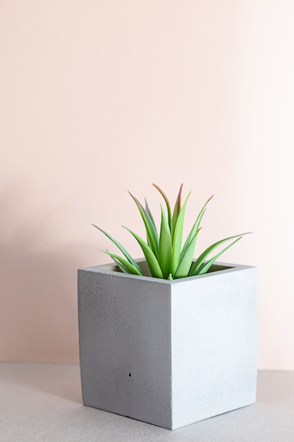 Natureza morta minimalista com plantas de interior suculentas em um vaso de concreto.