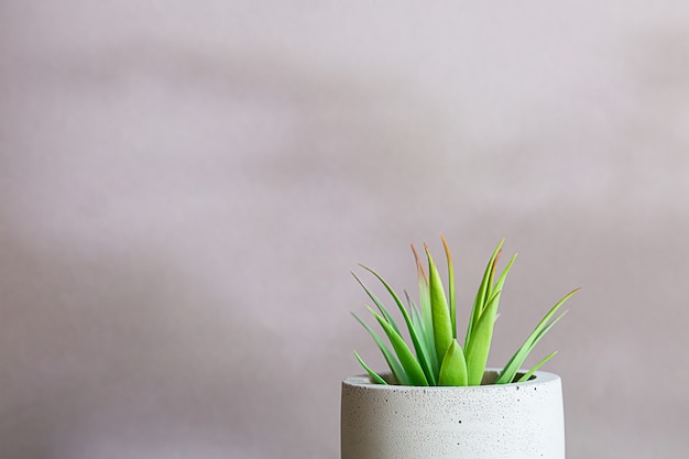 Natureza morta minimalista de plantas de interior suculentas em um vaso de concreto