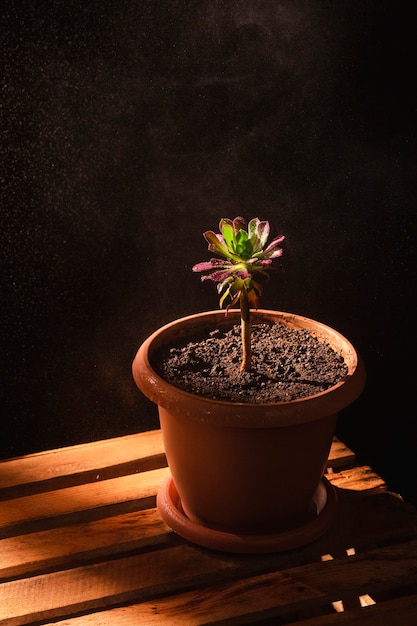 Natureza morta vertical de planta de casa florescendo em vaso de flores em caixa de madeira em estúdio com luzes de sol