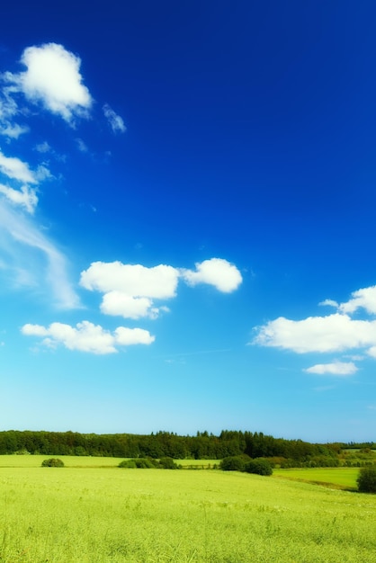 Natureza na Dinamarca Uma foto do campo no verão