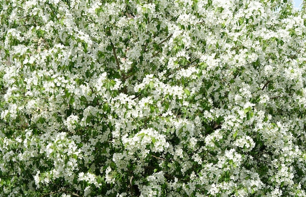 Natureza na primavera. Macieira em flor.