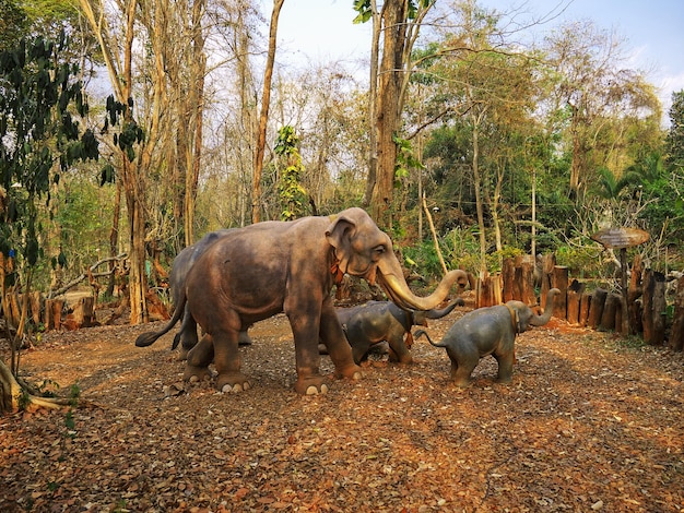 Natureza na selva Laos