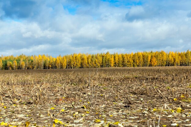 Natureza na temporada de outono