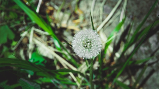 Foto natureza na temporada de verão na bulgária.