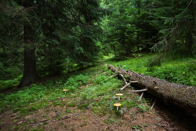 Natureza nas montanhas