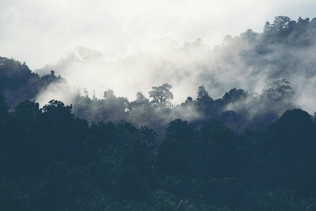 Natureza paisagem vista, conceito de floresta de montanha