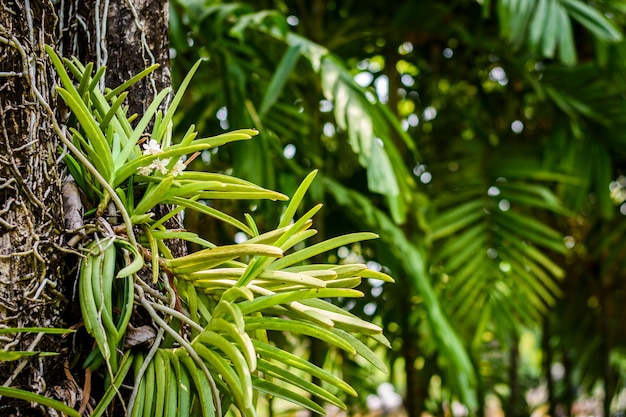 Natureza plantas e folhas