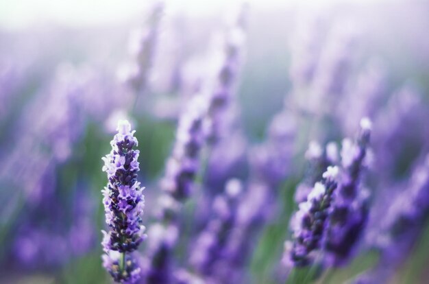 Natureza Provence. Campo da alfazema na luz solar com espaço da cópia. Macro de flores violetas de florescência da alfazema. Conceito de verão, foco seletivo