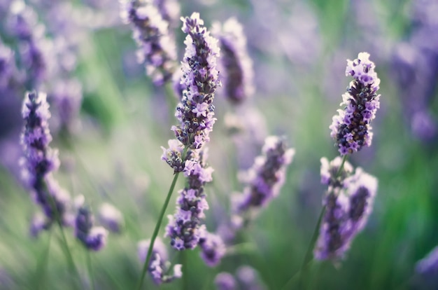 Natureza Provence. Campo da alfazema na luz solar com espaço da cópia. Macro de flores violetas de florescência da alfazema. Conceito de verão, foco seletivo