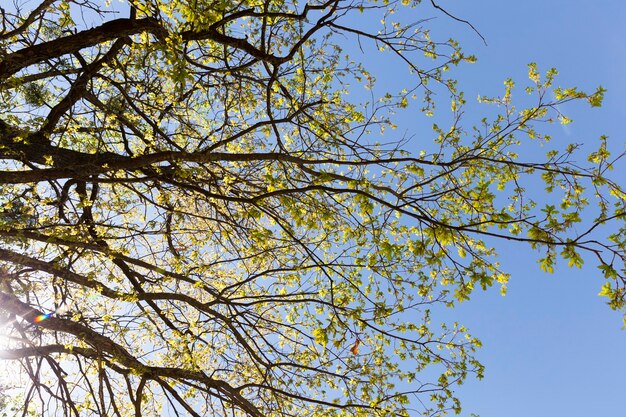 Natureza real com árvores verdes e grama iluminada pela luz solar, descanso real e distração na natureza