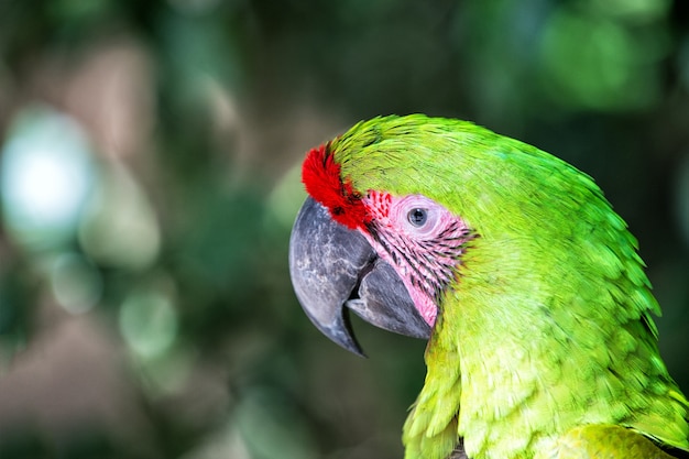 Natureza selvagem Papagaio vibrante em Roatan Honduras Conceito de biodiversidade Papagaio verde pássaro tropical
