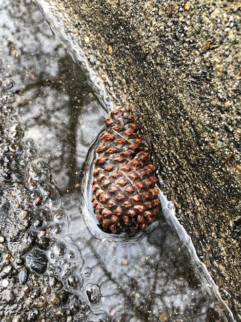 Foto natureza sem comentário