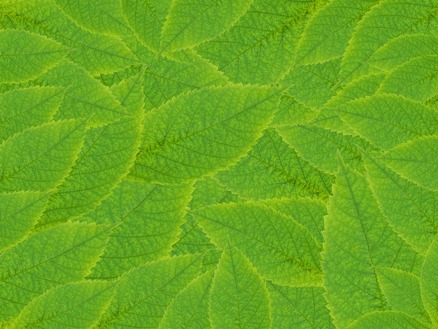 natureza textura de fundo com folhas verdes frescas.