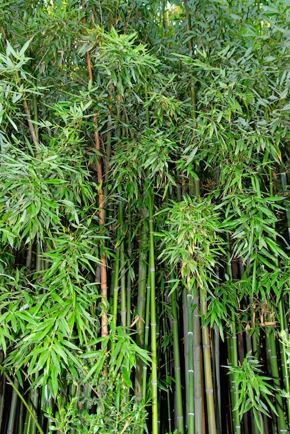 Natureza verde da floresta de bambu zen