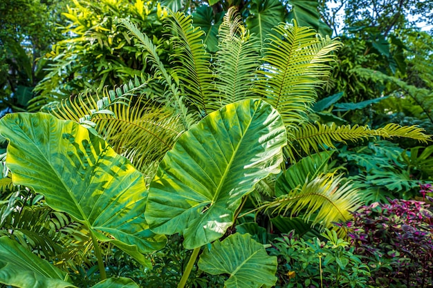 Natureza verde de samambaia e árvores no jardim tropical