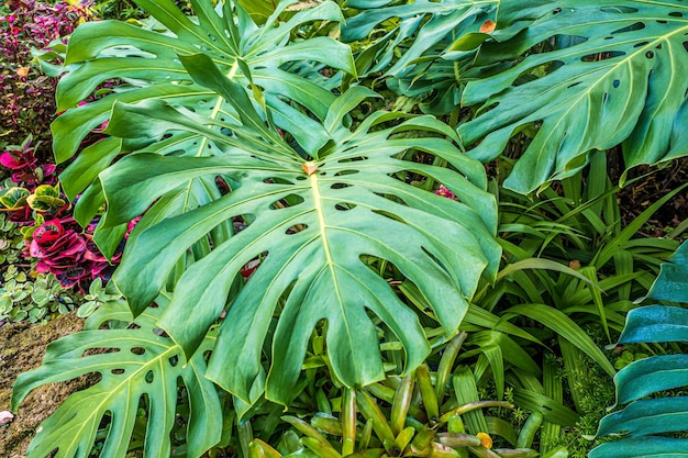 Natureza verde de samambaia e árvores no jardim tropical