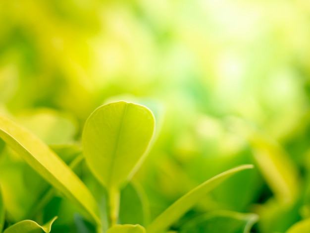 Natureza verde deixa foco suave