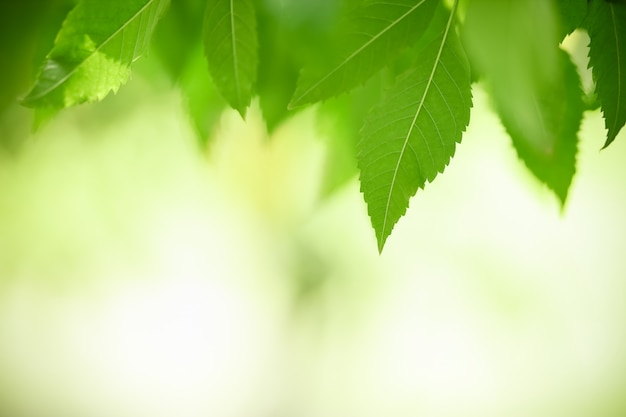 Natureza vista folha verde sobre fundo desfocado vegetação sob a luz solar