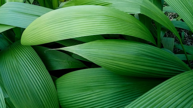 Naturgrünblätter für Hintergründe