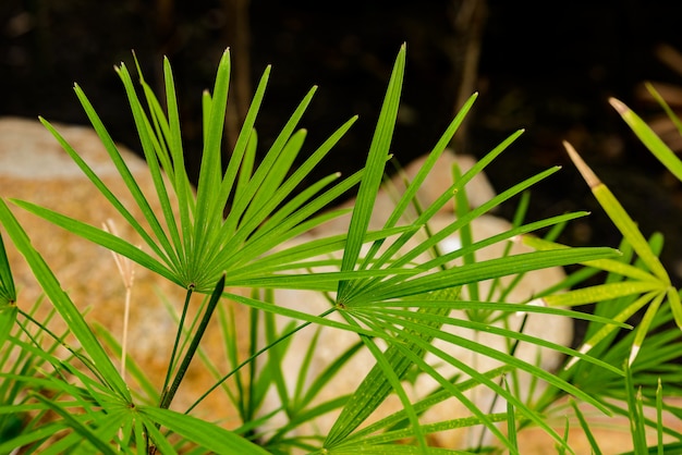 Naturgrünes Blatt der Damenpalme (Rhapis exclesa plamae) im Garten