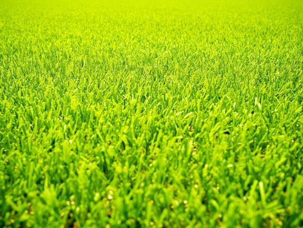 Naturhintergrund der grünen Wiese