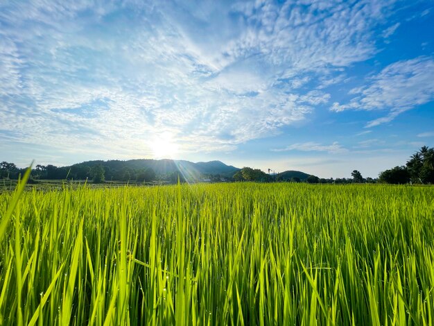 Foto naturhintergrund feld