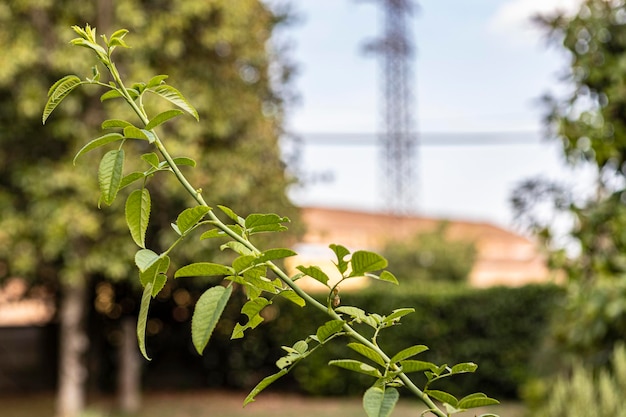 Naturhintergrund mit Baumast