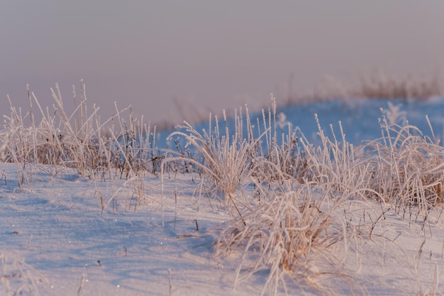 Naturhintergrund mit Frosezgras im Wintergebiet bedeckte Schnee. Morgenlandschaft, selektiver Fokus/