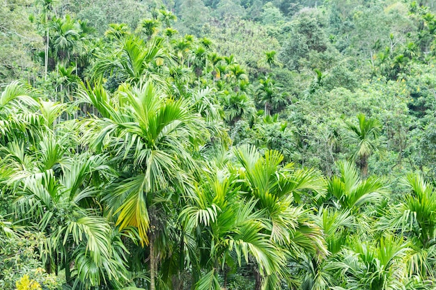 Naturhintergrund mit Palmendschungelkokosnussbäumen und -büschen