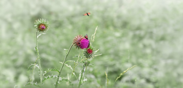 Naturhintergrund mit schwarzen Schmetterlingen auf Wiese.