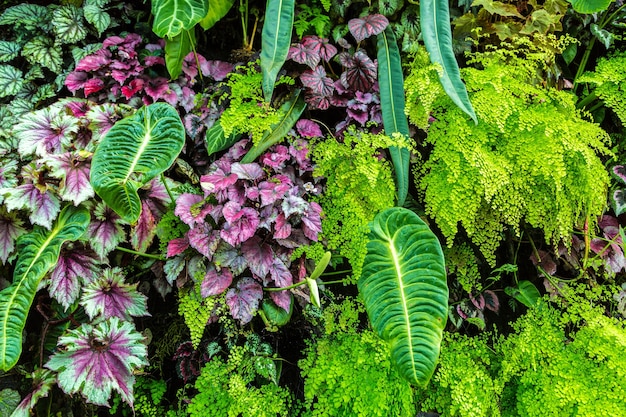 Naturhintergrund mit tropischem grünem Blatt