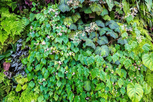 Naturhintergrund mit tropischem grünem Blatt