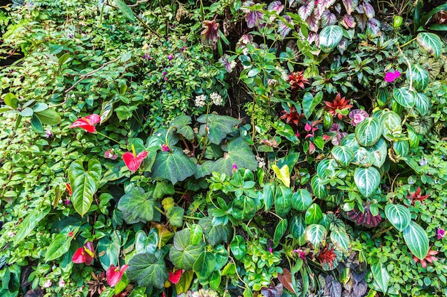 Naturhintergrund mit tropischem grünem Blatt