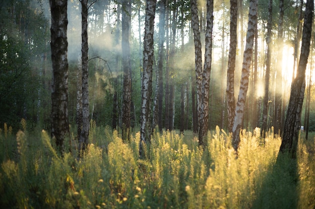 Naturhintergrund, Wald