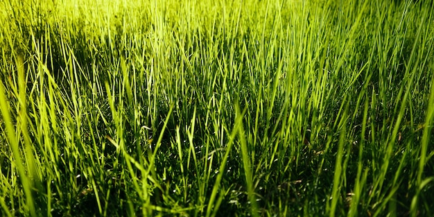 NaturhintergrundBlattgras und grüner Baumhintergrund