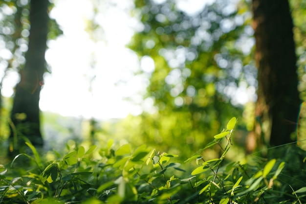 NaturhintergrundBlattgras und grüner Baumhintergrund