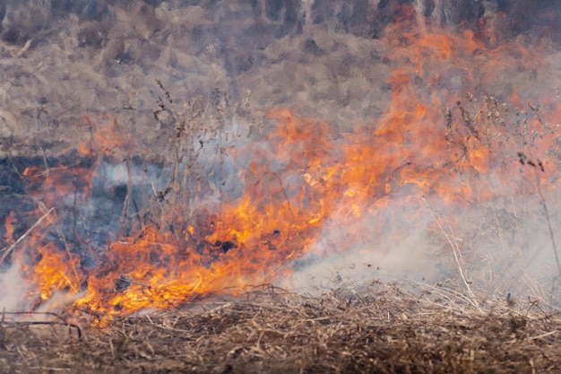 Naturkatastrophe im Wald brennendes trockenes Gras auf der Wiese Unschärfe durch starkes Feuer