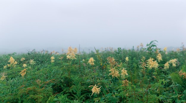 Naturlandschaft der Morgenwiese des nebligen hohen Grases