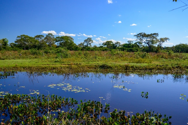 Naturlandschaft des Feuchtgebietes mit Baumfeldern und Teichen in Pocone Mato Grosso Brasilien